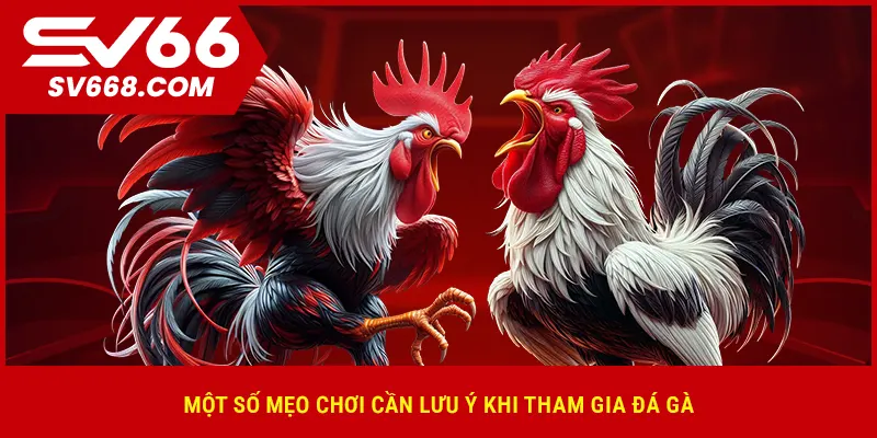 Một số mẹo chơi cần lưu ý khi tham gia đá gà