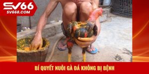 Bí quyết nuôi gà đá không bị bệnh