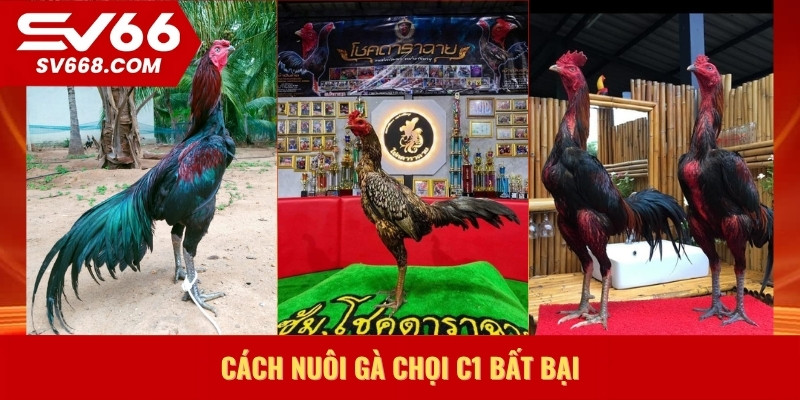 Cách nuôi gà chọi C1 bất bại