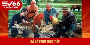 Đá gà Peru trực tiếp