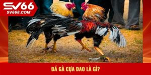 Đá gà cựa dao là gì