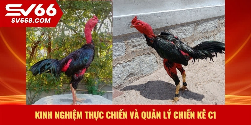 Kinh nghiệm thực chiến và quản lý chiến kê C1