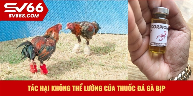 Tác hại không thể lường của thuốc đá gà bịp