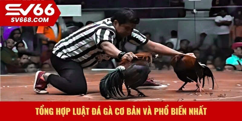Tổng hợp luật đá gà cơ bản và phổ biến nhất