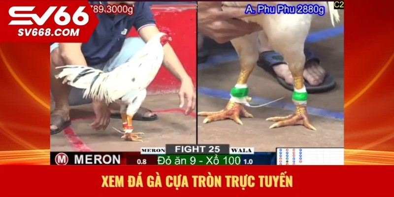 Xem đá gà cựa tròn trực tuyến