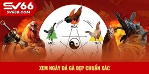 Xem ngày đá gà đẹp chuẩn xác