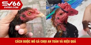 cách buộc mỏ gà chọi an toàn và hiệu quả
