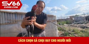 Cách chọn gà chọi hay cho người mới