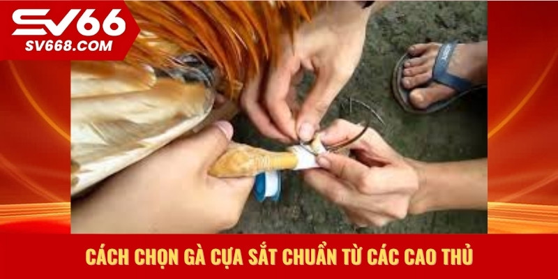 Cách chọn gà cựa sắt chuẩn từ các cao thủ