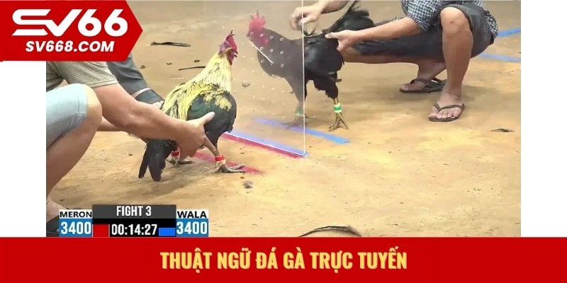 Thuật ngữ đá gà trực tuyến
