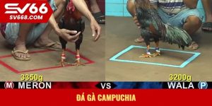 Đá gà campuchia