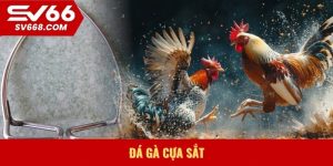 Đá gà cựa sắt
