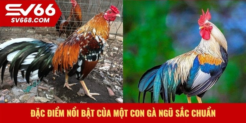 Đặc điểm nổi bật của một con gà ngũ sắc chuẩn