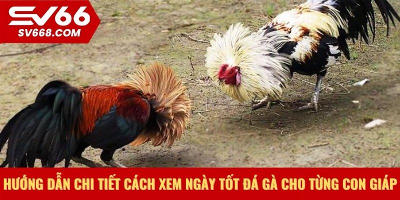 Hướng dẫn chi tiết cách xem ngày tốt đá gà cho từng con giáp