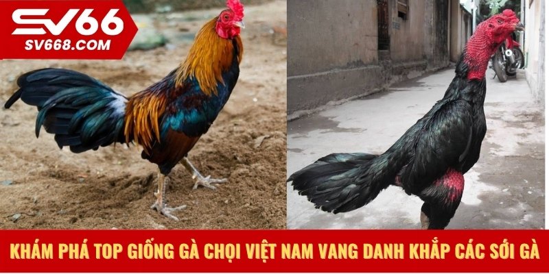 Khám phá top giống gà chọi việt nam vang danh khắp các sới gà