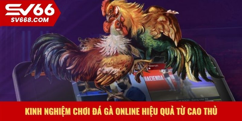Kinh nghiệm chơi đá gà online hiệu quả từ cao thủ