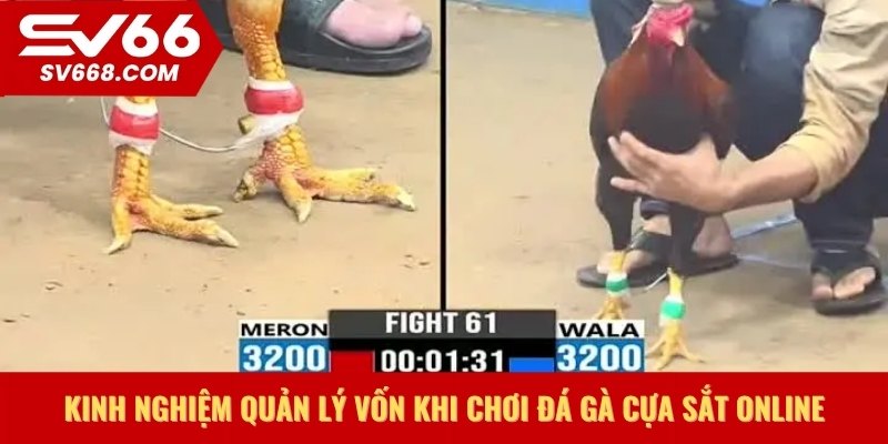 Kinh nghiệm quản lý vốn khi chơi đá gà cựa sắt online