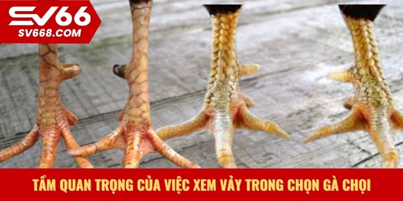 Tầm quan trọng của việc xem vảy trong chọn gà chọi
