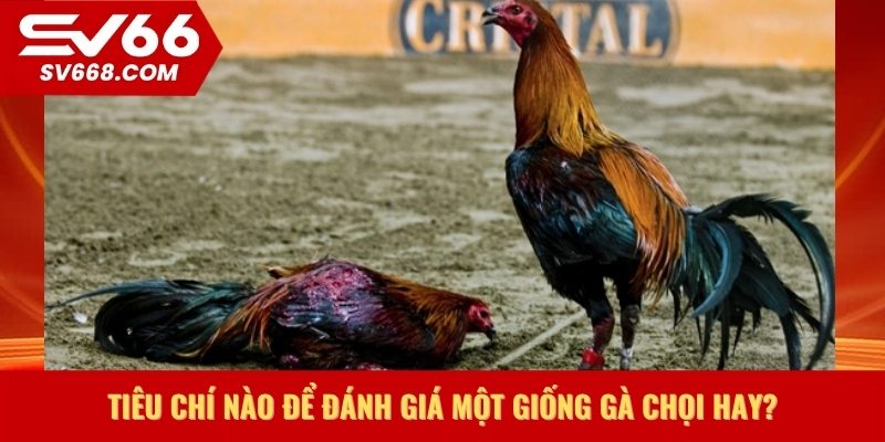 Tiêu chí nào để đánh giá một giống gà chọi hay?