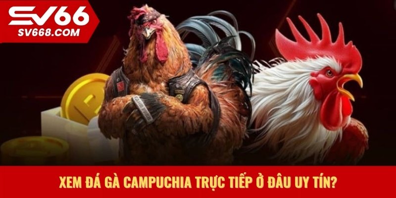 Xem đá gà Campuchia trực tiếp ở đâu uy tín?